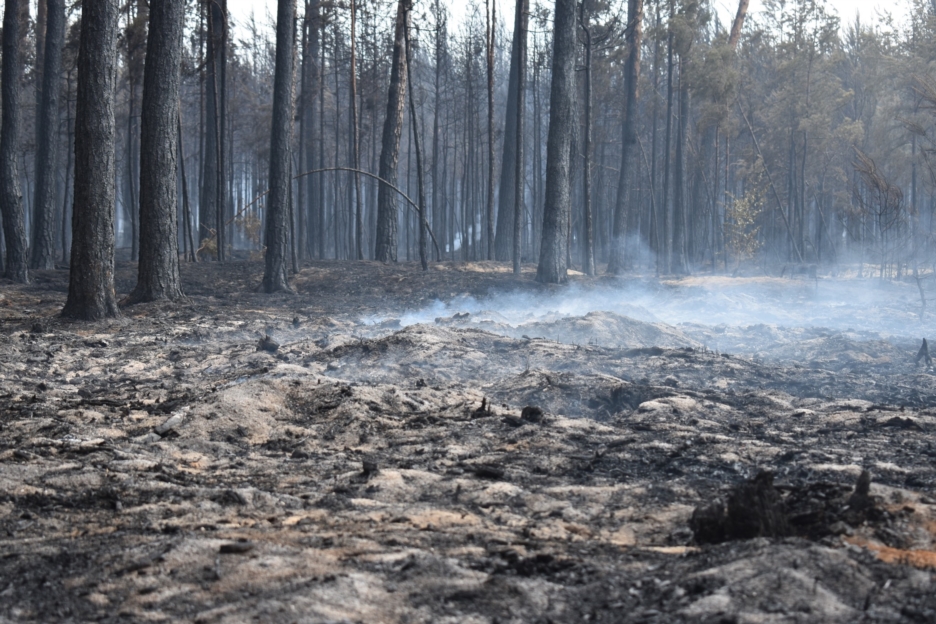 Informacja na temat pożaru kompleksu leśnego Bory Dolnośląskie