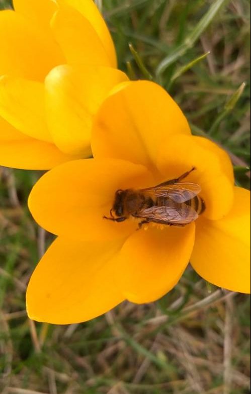 Pszczoła na krokusie