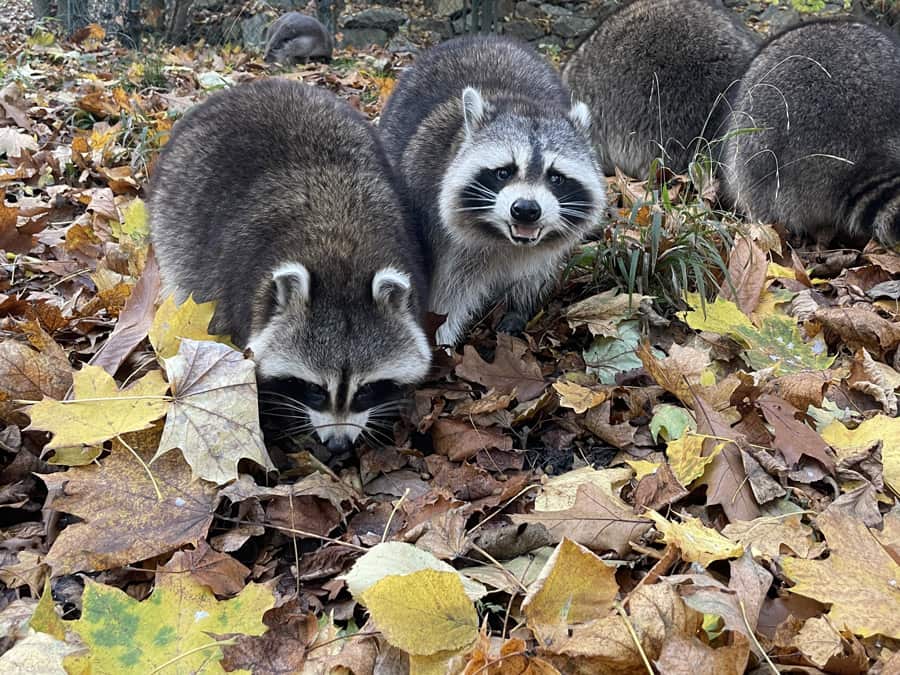 Kolorowe jesienne atrakcje w Naszym Zoo Görlitz Zgorzelec