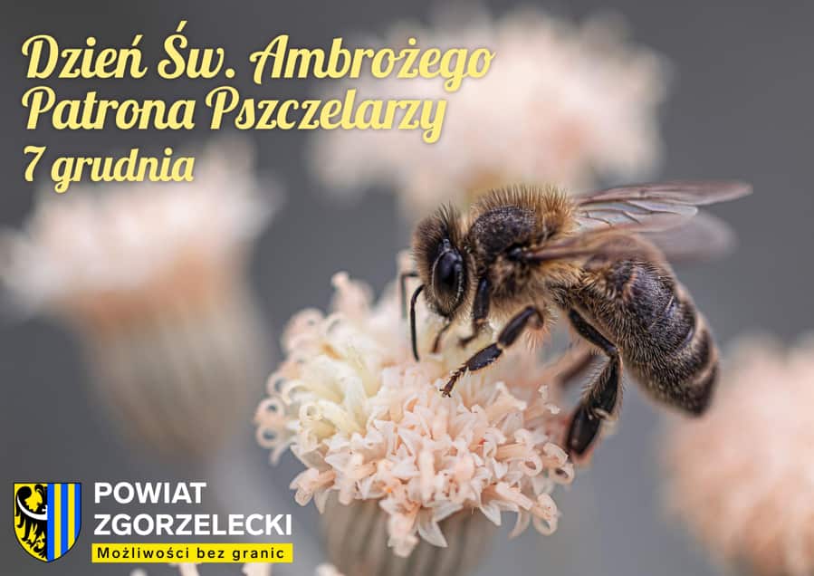 Dzień św. Ambrożego patrona pszczelarzy