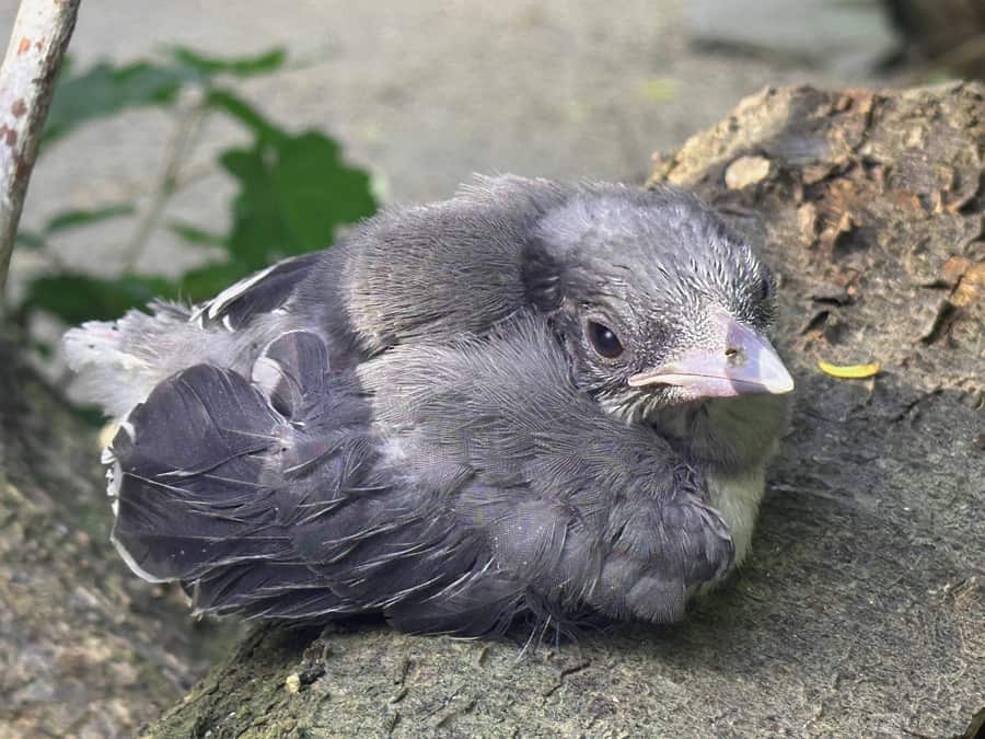 W Zoo Görlitz-Zgorzelec wykluły się kitty czerwonodziobe