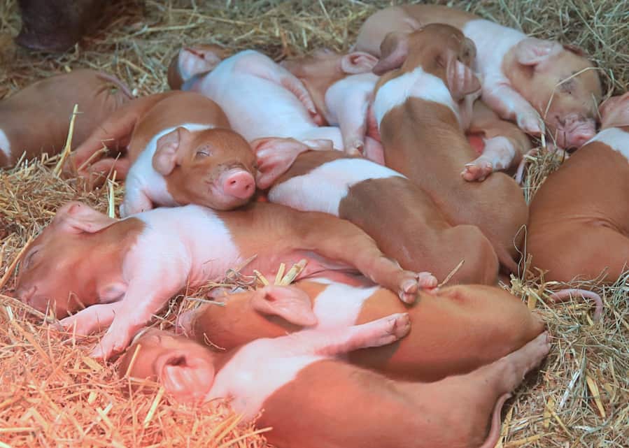 Prosięta w Zoo Görlitz – potomstwo protestacyjnych świń z Husum i świń tybetańskich