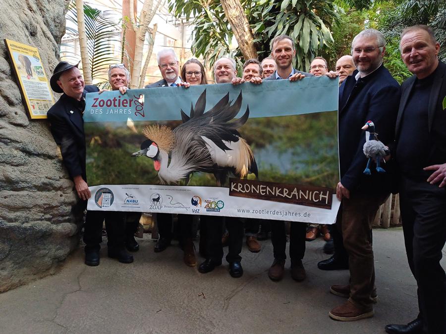 Zwiastuny szczęścia w niebezpieczeństwie: Żuraw koroniasty Zwierzęciem roku 2026